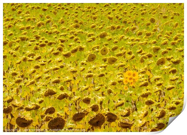 Sunflower field - Rabe de las Calzadas Print by Laszlo Konya
