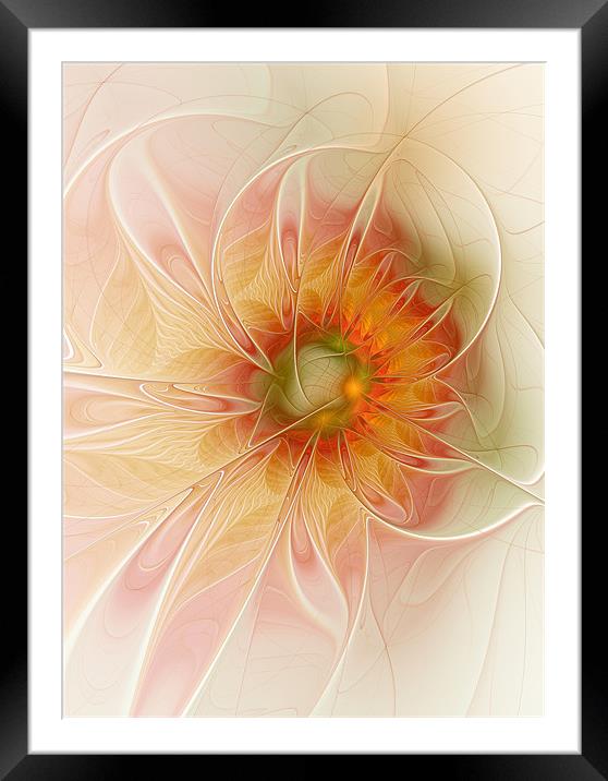 Peaches and Cream Framed Mounted Print by Amanda Moore