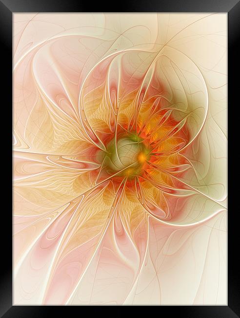 Peaches and Cream Framed Print by Amanda Moore