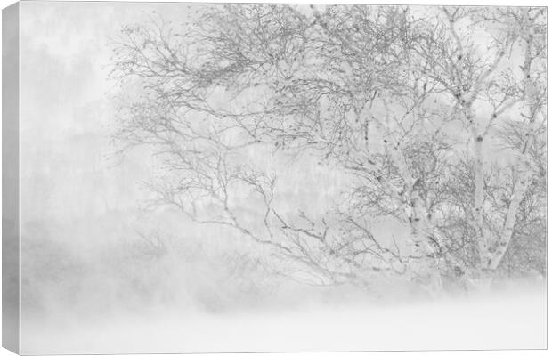 Birch in a Blizzard Canvas Print by Alex Fukuda