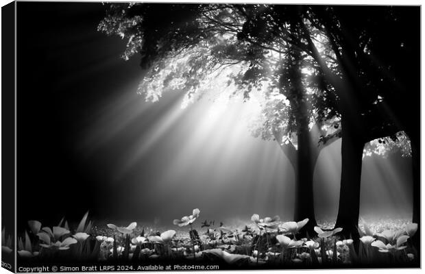 Stunning light through trees at night with spring  Canvas Print by Simon Bratt LRPS