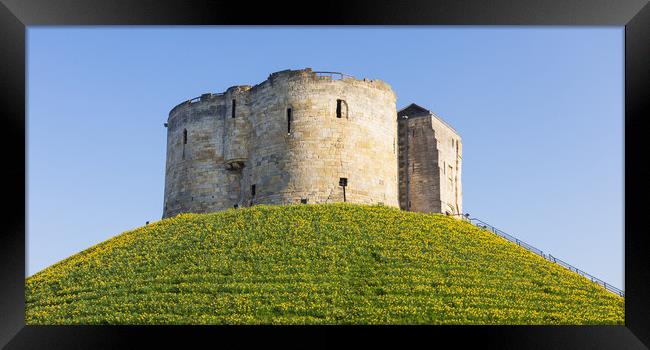 Clifford's Tower Daffodils Framed Print by Stephen Read
