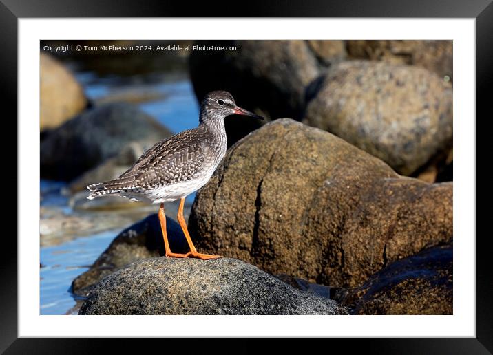 Redshank Framed Mounted Print by Tom McPherson