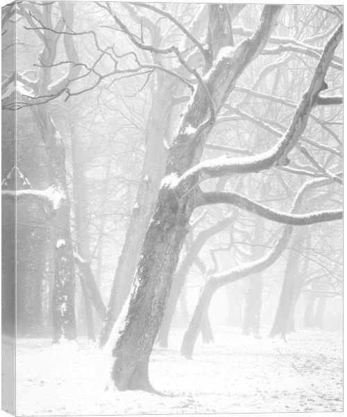 Snow, mist and trees Canvas Print by Peter Zabulis