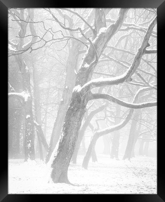 Snow, mist and trees Framed Print by Peter Zabulis