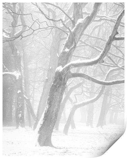 Snow, mist and trees Print by Peter Zabulis