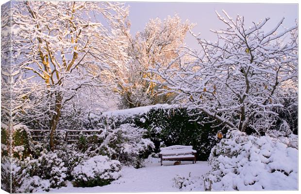Garden in Snow Canvas Print by Jacqi Elmslie