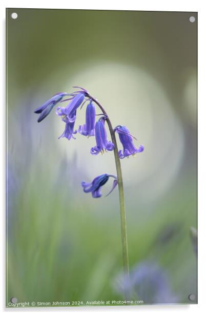 Bluebell flower Acrylic by Simon Johnson