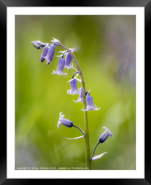  Bluebell close up Framed Mounted Print by Simon Johnson