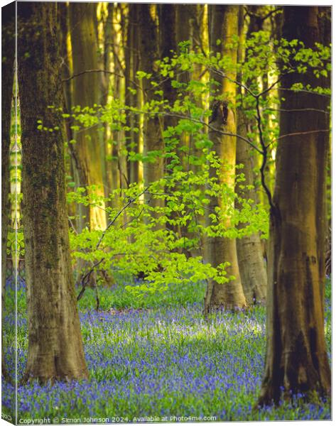 Sunlit leaves and Bluebells Canvas Print by Simon Johnson