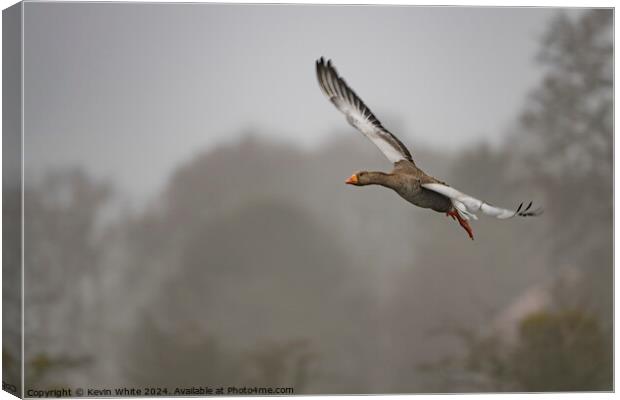 Egyptian goose flying through the air Canvas Print by Kevin White