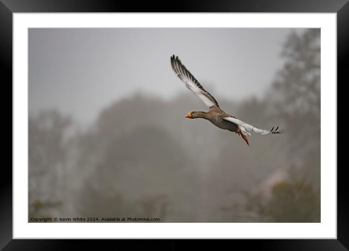 Egyptian goose flying through the air Framed Mounted Print by Kevin White