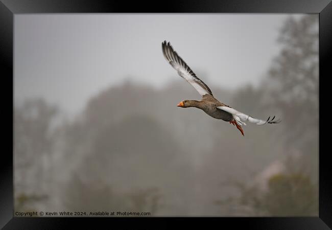 Egyptian goose flying through the air Framed Print by Kevin White