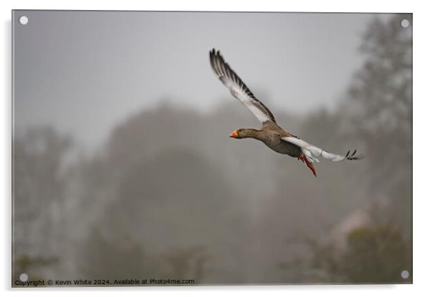 Egyptian goose flying through the air Acrylic by Kevin White