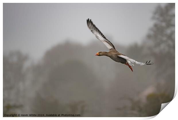 Egyptian goose flying through the air Print by Kevin White