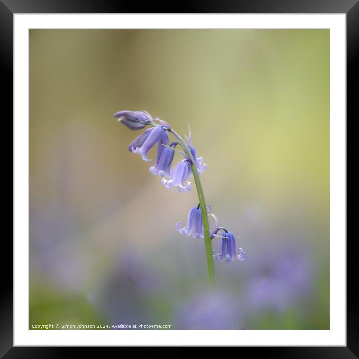 Bluebell flower Framed Mounted Print by Simon Johnson