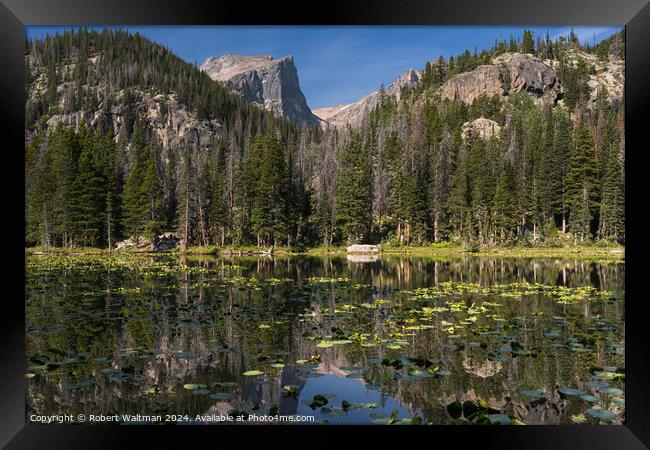 Late Summer Lily Pads on Nymph Lake, in Rocky Mountain National Park, Colorado. Framed Print by Robert Waltman