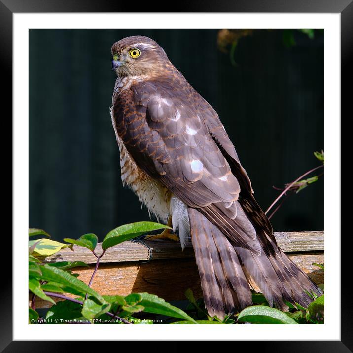 Female Sparrowhawk on a Garden Fence Framed Mounted Print by Terry Brooks