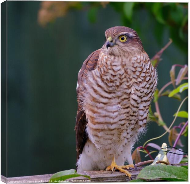 Female Sparrowhawk on a Garden Fence Canvas Print by Terry Brooks