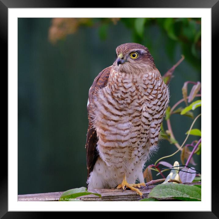 Female Sparrowhawk on a Garden Fence Framed Mounted Print by Terry Brooks