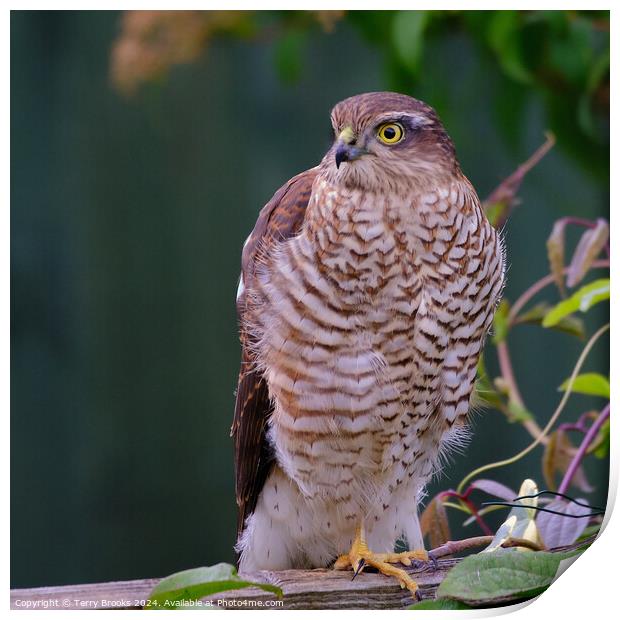 Female Sparrowhawk on a Garden Fence Print by Terry Brooks