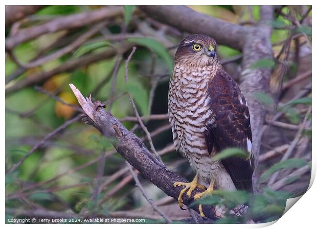 Sparrow Hawk - Accipiter nisus Print by Terry Brooks
