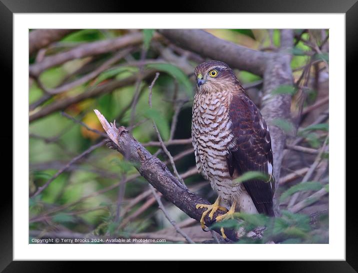 Sparrow Hawk - Accipiter nisus Framed Mounted Print by Terry Brooks