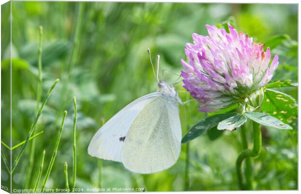 Small White Butterfly on a Clover Flower Canvas Print by Terry Brooks