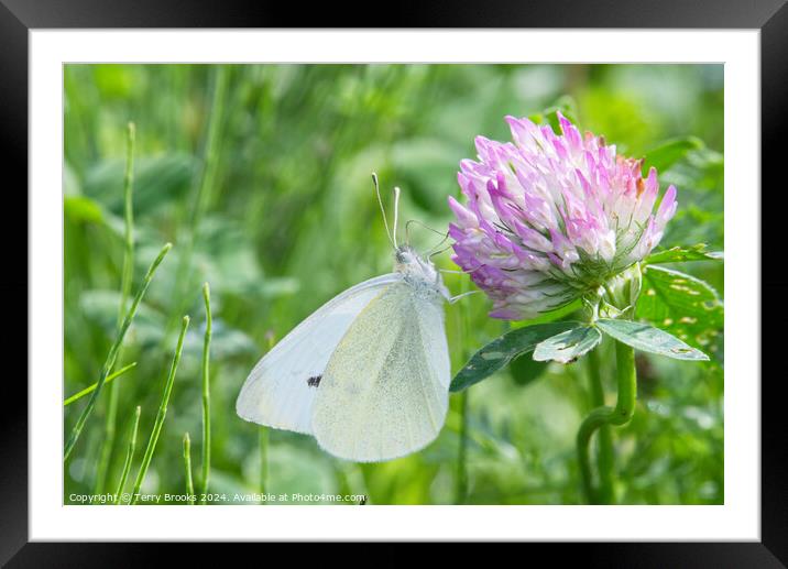 Small White Butterfly on a Clover Flower Framed Mounted Print by Terry Brooks