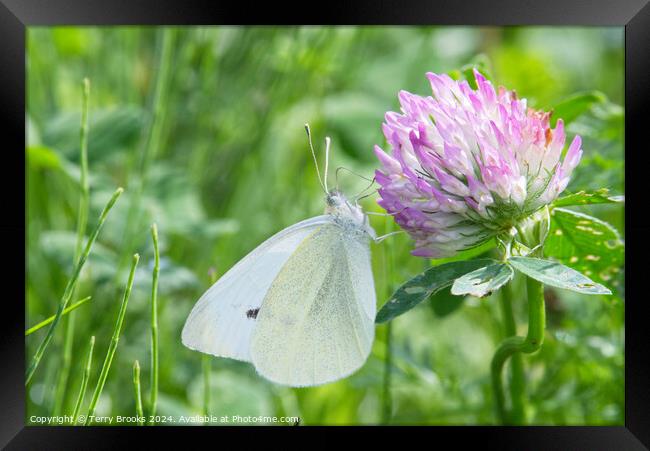 Small White Butterfly on a Clover Flower Framed Print by Terry Brooks
