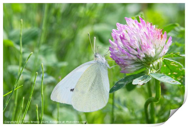 Small White Butterfly on a Clover Flower Print by Terry Brooks