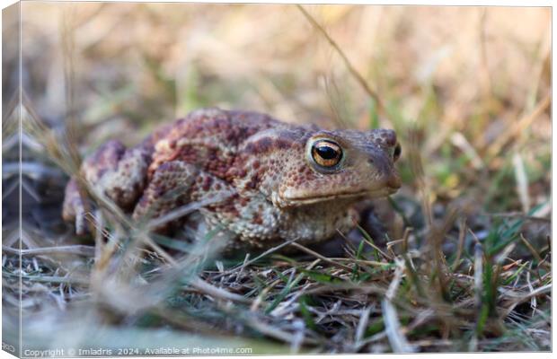 Camouflaged Common Toad Canvas Print by Imladris 