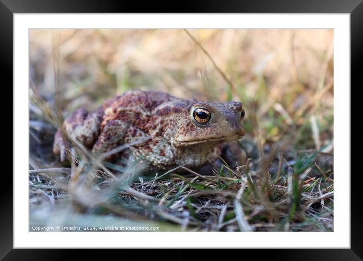 Camouflaged Common Toad Framed Mounted Print by Imladris 