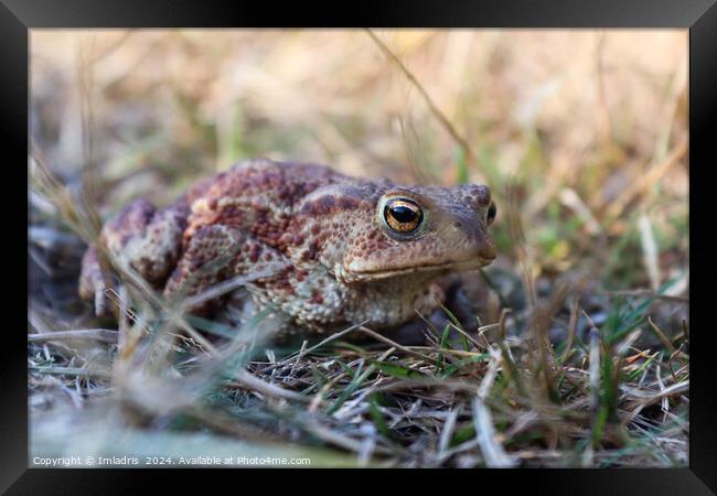 Camouflaged Common Toad Framed Print by Imladris 