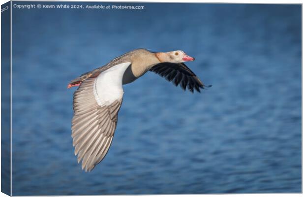 Low flying Egyptian goose  Canvas Print by Kevin White