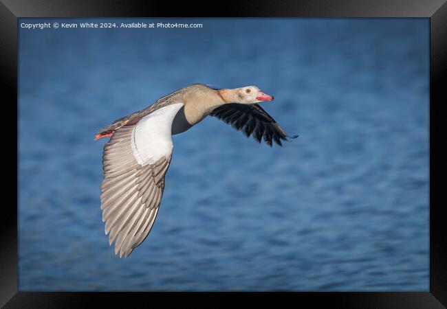 Low flying Egyptian goose  Framed Print by Kevin White