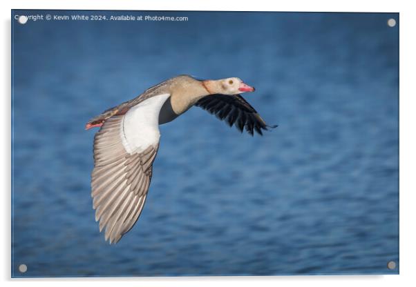 Low flying Egyptian goose  Acrylic by Kevin White