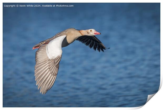 Low flying Egyptian goose  Print by Kevin White