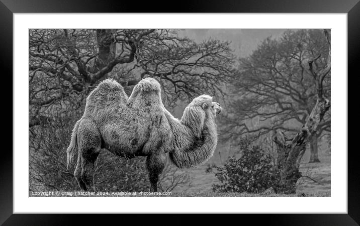 Camel on Guard  Framed Mounted Print by Craig Thatcher