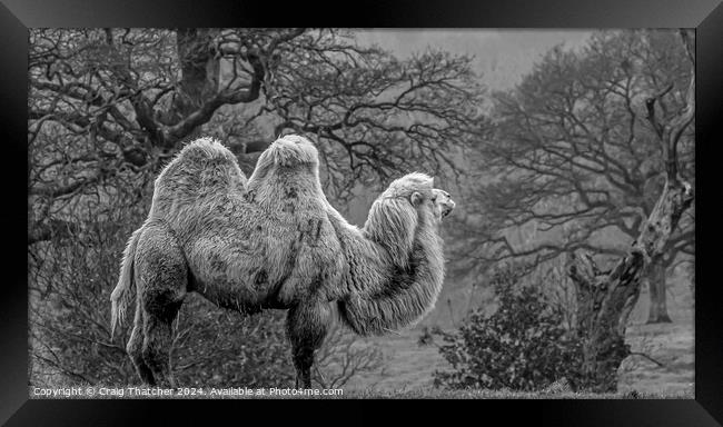 Camel on Guard  Framed Print by Craig Thatcher