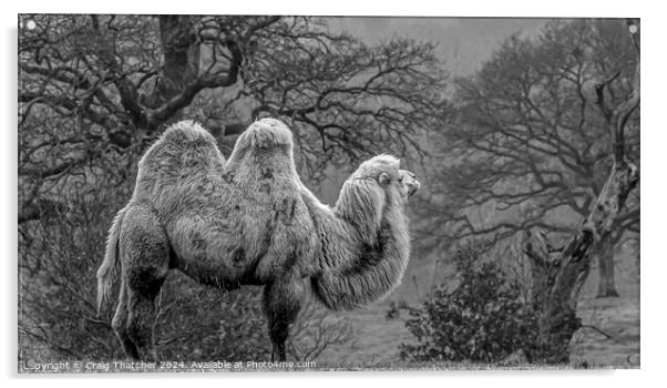 Camel on Guard  Acrylic by Craig Thatcher