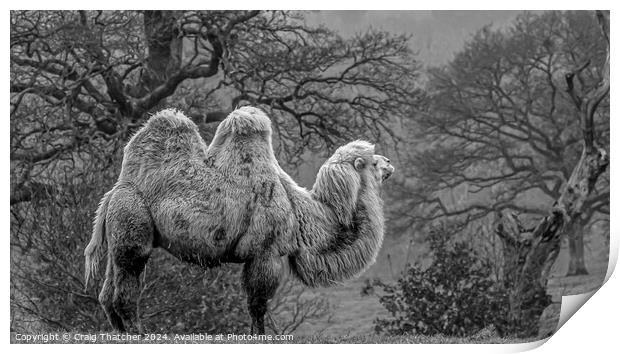 Camel on Guard  Print by Craig Thatcher