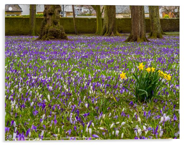 Crocuses and Daffodils  Acrylic by Rodney Hutchinson