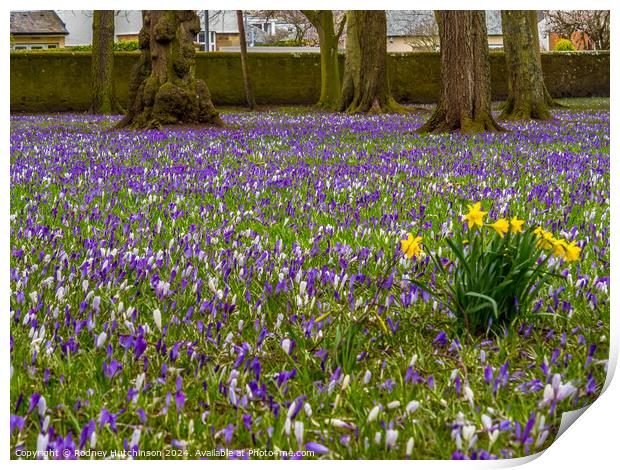 Crocuses and Daffodils  Print by Rodney Hutchinson