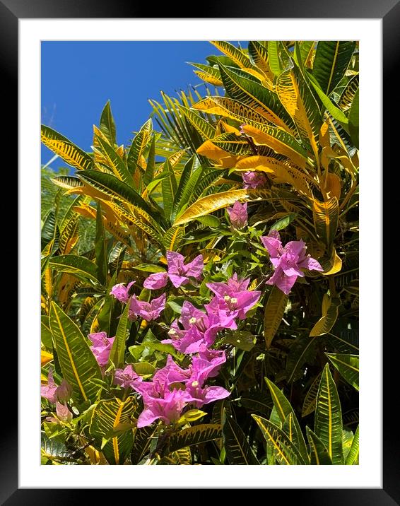 Caribbean Flora Framed Mounted Print by Sheila Ramsey