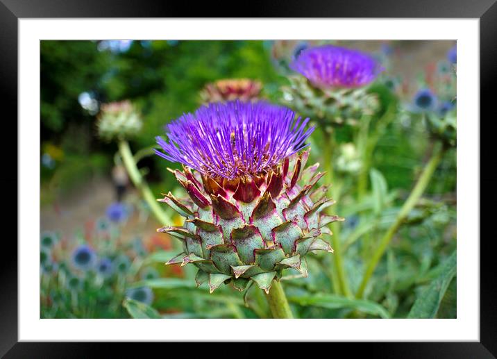 Scottish Thistle  Framed Mounted Print by Alison Chambers