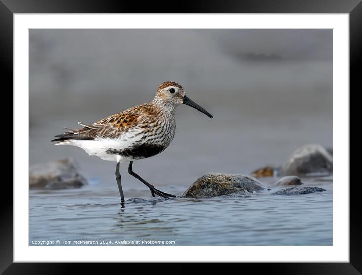 Dunlin Framed Mounted Print by Tom McPherson