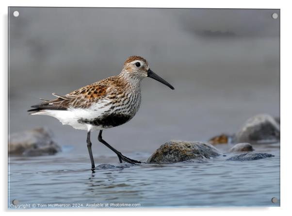 Dunlin Acrylic by Tom McPherson