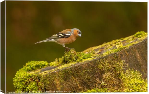 Male Chaffinch Canvas Print by Donna Smith