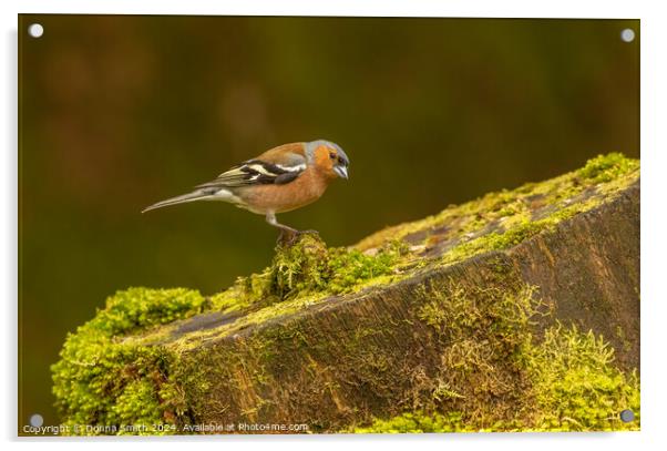 Male Chaffinch Acrylic by Donna Smith